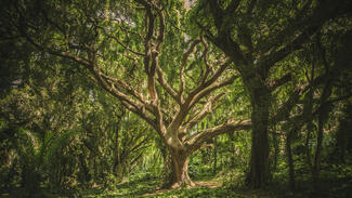 Wald (Symbolbild) (Foto: Pexels/veeterzy)